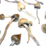 Buy-Liberty-caps-1-768x512-1