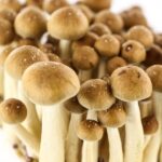 Buy-golden-teacher-mushroom