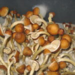 Buy-golden-teacher-mushroom-2-300x300-1